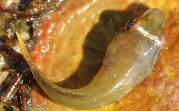 Lepadogaster candolii_l222